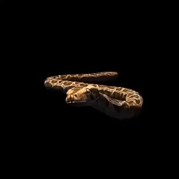 Moving Snake